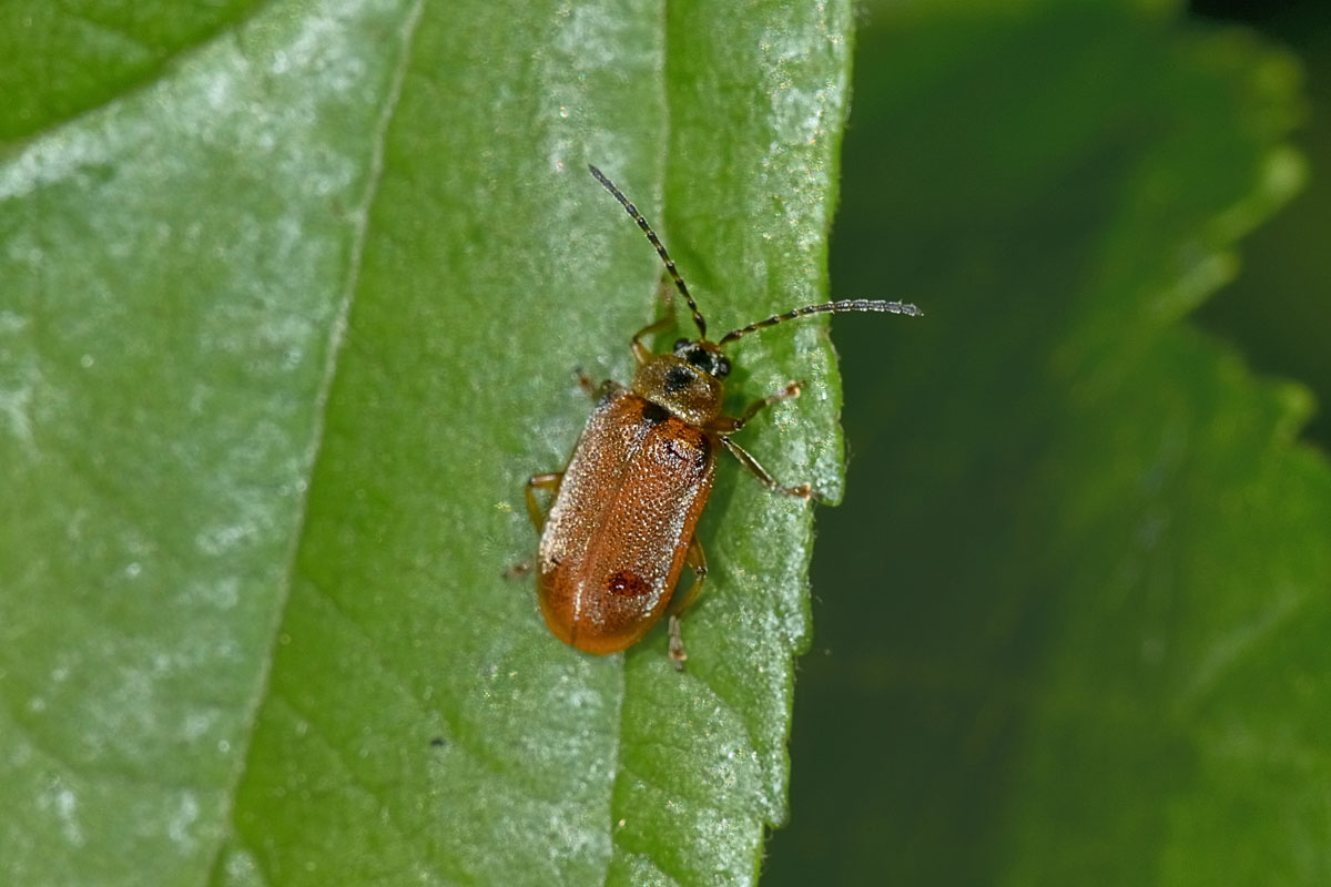 Galerucella lineola, Chrysomelidae